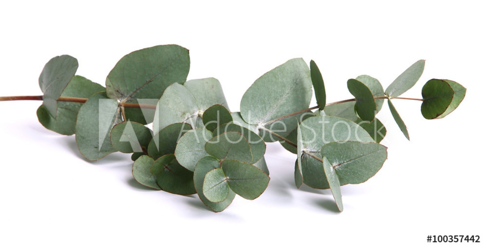 Afbeeldingen van Feuilles deucalyptus gunnii